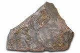 Ordovician Trilobite Mortality Plate - Tafraoute, Morocco #370552-1